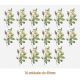 D_Rosa_Candolleana_40mmx16un_A.JPG