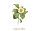 Camelia-Japonica-130mm.jpg