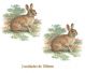 Rabbit_100mmx2un.jpg