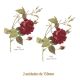 D_Rosagallica_150mmx2un_A.jpg