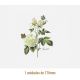 D_Tea_Rose_170mmx1un_A.jpg