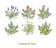 HERBS-75mmx6un.jpg