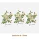 D_Rosa_Candolleana_140mmx3un_A.JPG