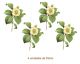 Camelia-Japonica-35mmx4un.jpg