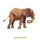 Elephant - 130mm - VIDRO 1