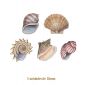 SeaShell-50mmx5un.jpg