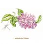 D_LilacBranch-190mm.jpg