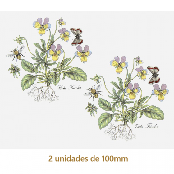 Viola - 100mm 1