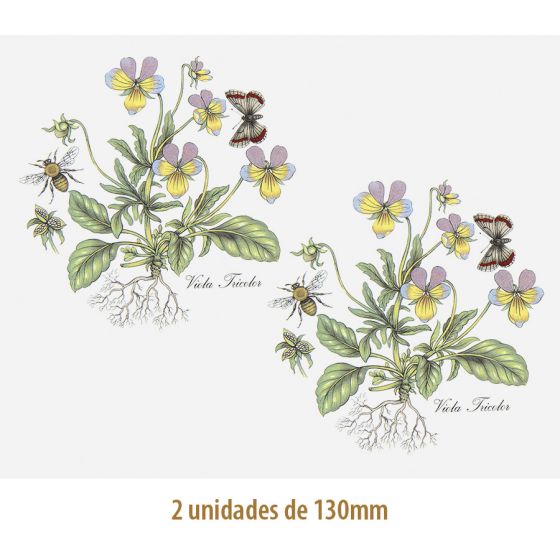 D_Viola_130mmx2un_A.JPG