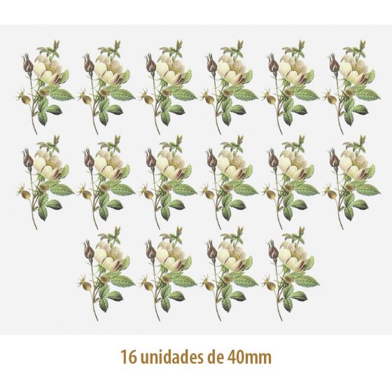 D_Rosa_Candolleana_40mmx16un_A.JPG