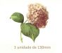 Pink Hortensia - 130mm x 1un 1