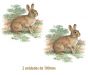 Rabbit_100mmx2un.jpg