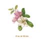 D_Magnolia_185mm_1un.jpg