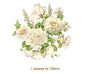 Mistflower-150mmx1un.jpg