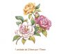 Camelia-210x170mmx1un.jpg