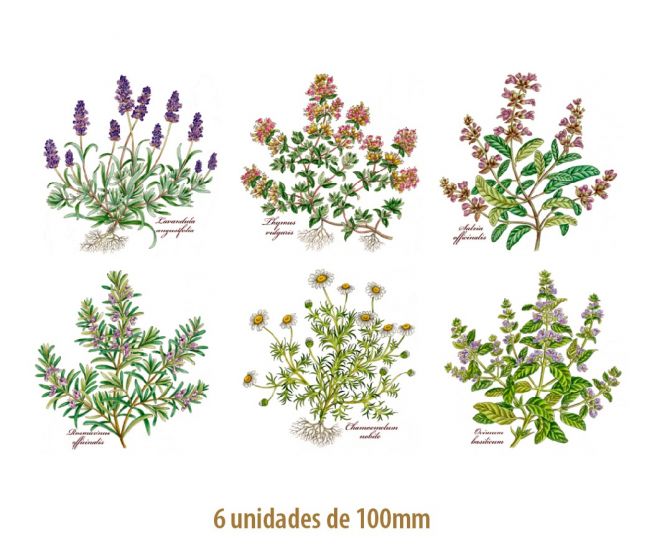 HERBS-100mmx6un.jpg