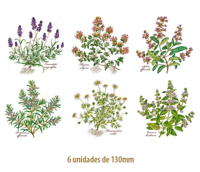 HERBS-130mmx6un.jpg