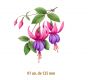D_Fucsia-125x1un.jpg