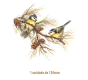 ChapimReal-130mmx1un.png
