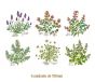 HERBS-100mmx6un.jpg