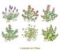 HERBS-130mmx6un.jpg