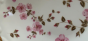 Cherry Blossoms 2